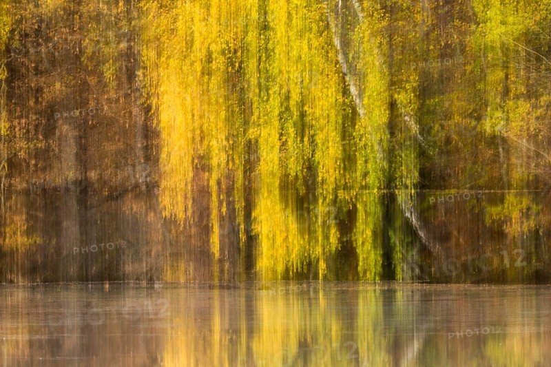 Autumnal coloured birch
