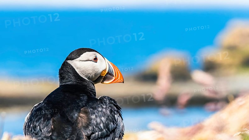 Portrait of Atlantic Puffin