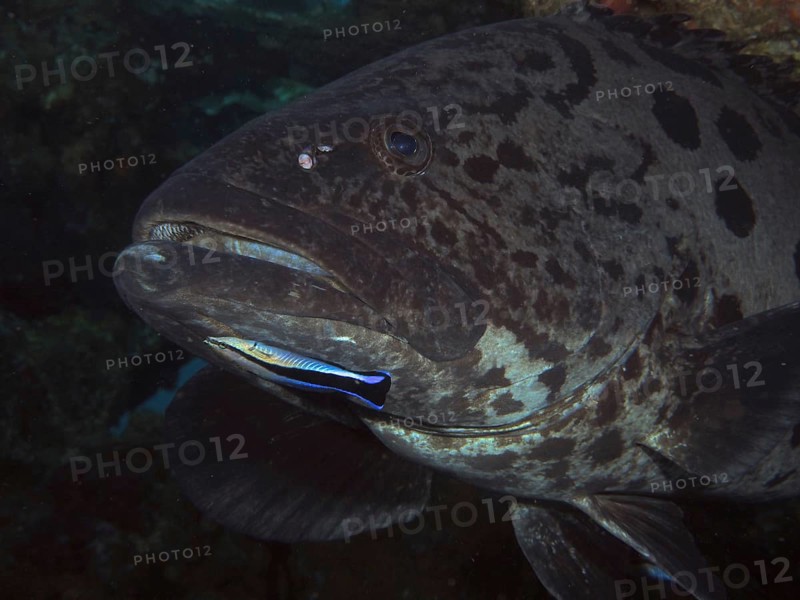 Potato grouper