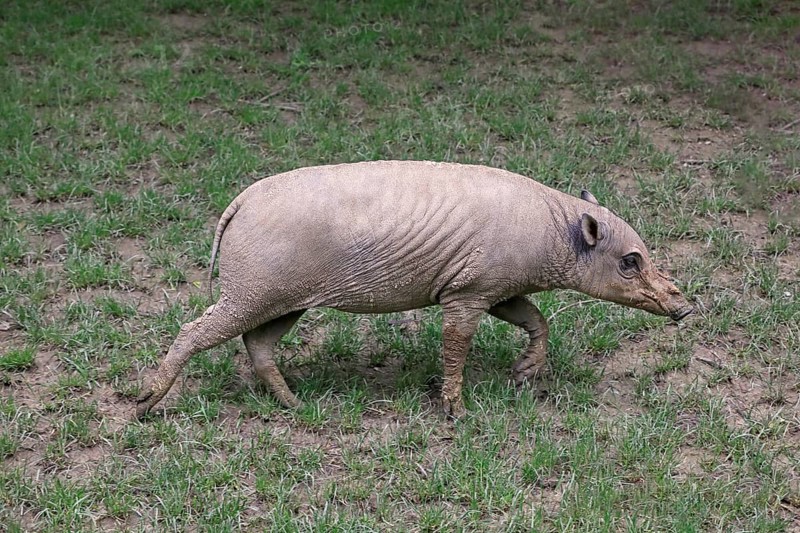 North sulawesi babirusa
