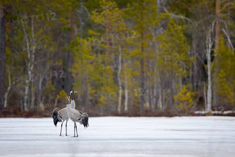 Crane