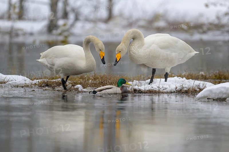 Whooper Swan