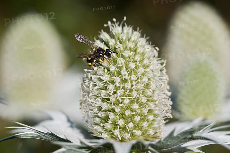 Clay wasp