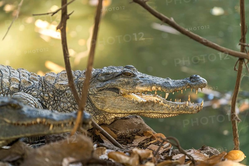 Nile crocodile in the sacred crocodile pool of Kachikally