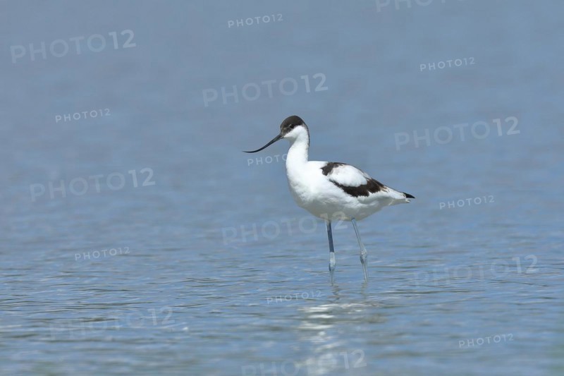 Black-capped avocet