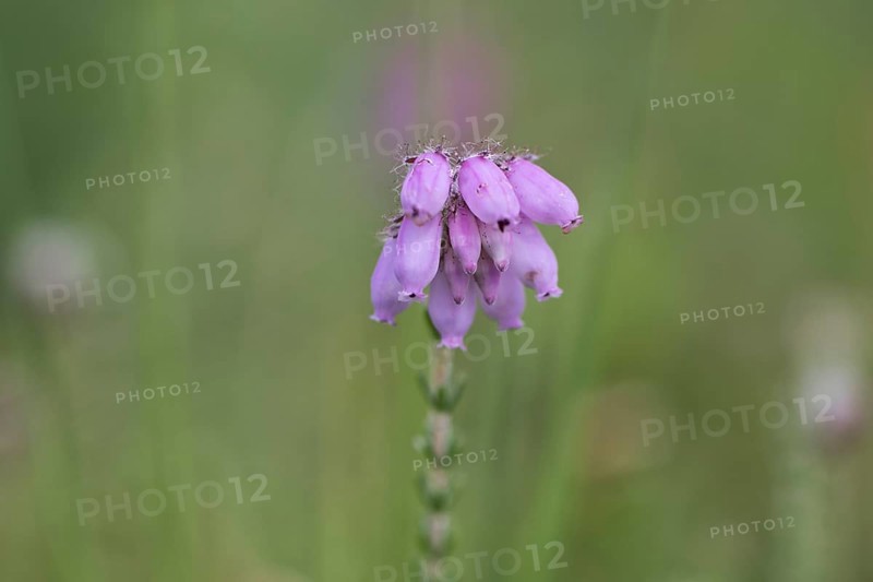 Cross-leaved heath