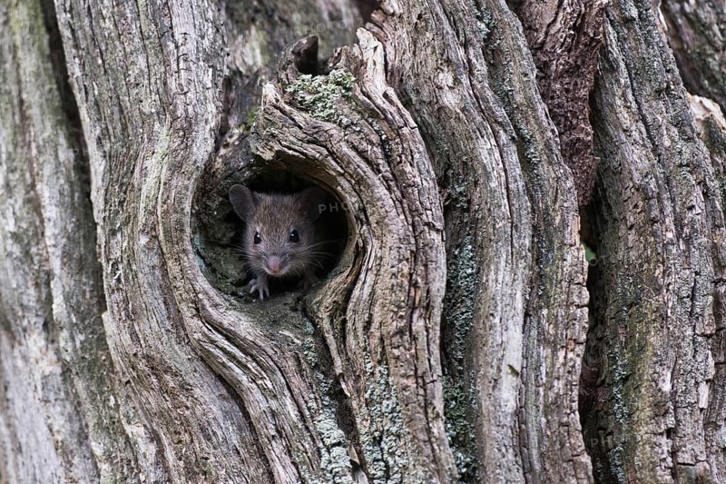 Bank vole