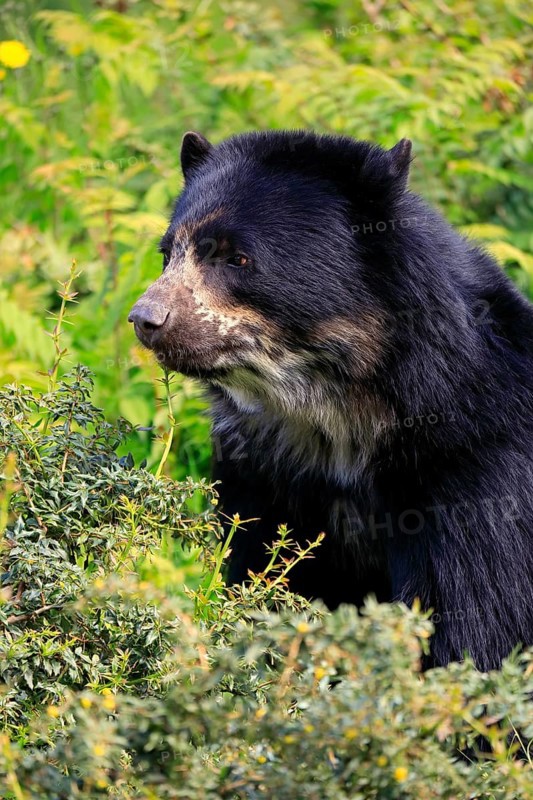 Spectacled bear