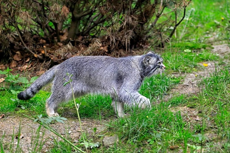 Manul