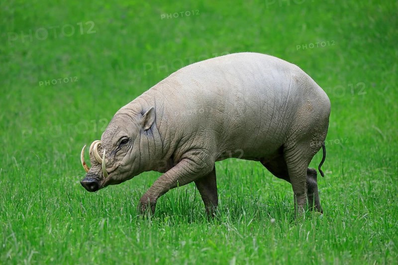 North sulawesi babirusa