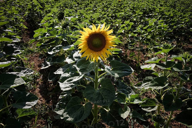 Single flower of a sunflower