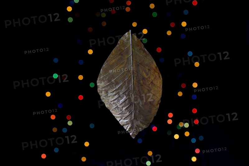 Dry leaf on a bokeh lighton a dark background