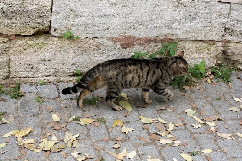Stray cat seen in the street of the city