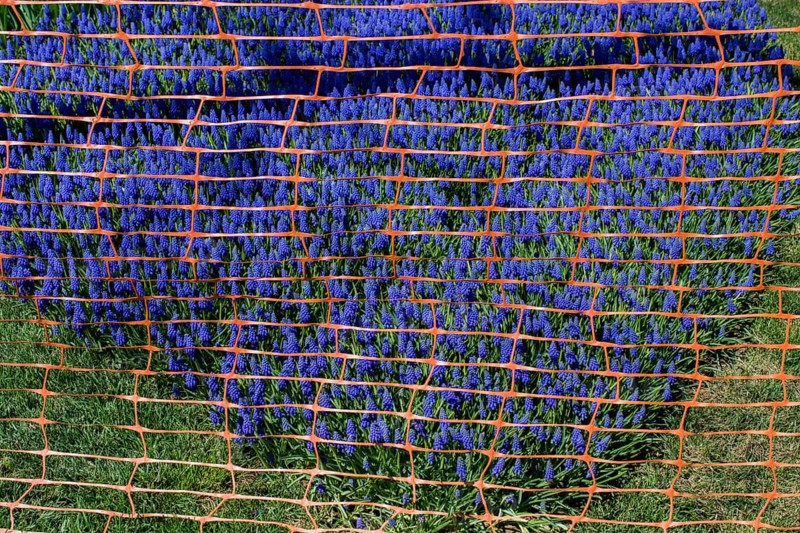 Rubber fence protection in the tulip garden