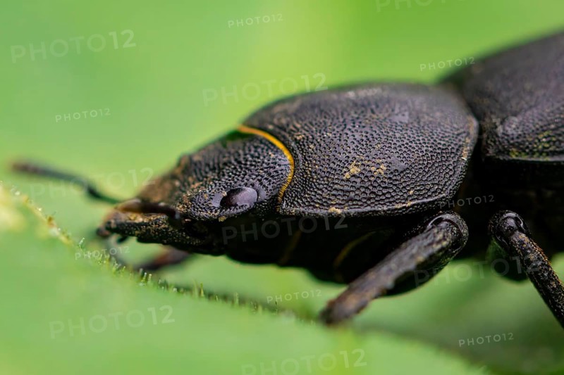 Lesser stag beetle