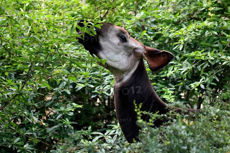Okapi
