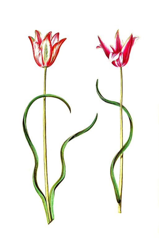 Lady's tulip