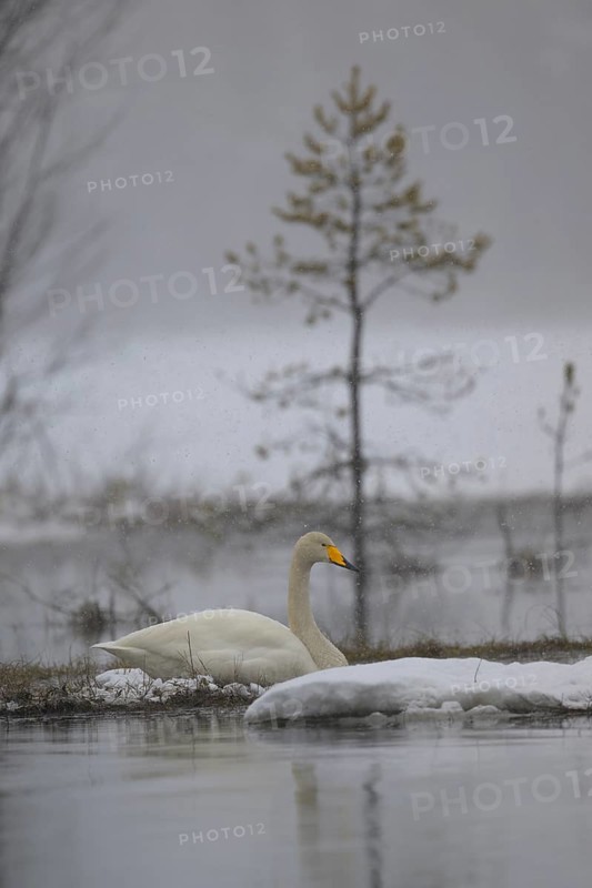Whooper Swan