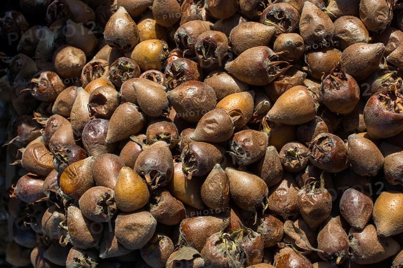 Freshly picked up ripe medlar