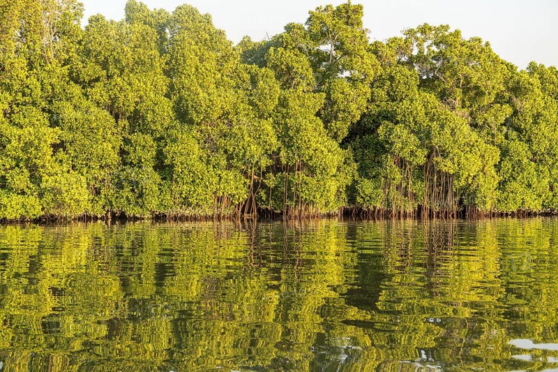 Mangroves on a branch of the Gambia River near Bintang