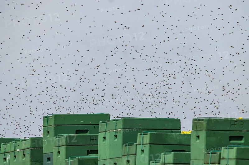 Beehives next to a flowering rape field
