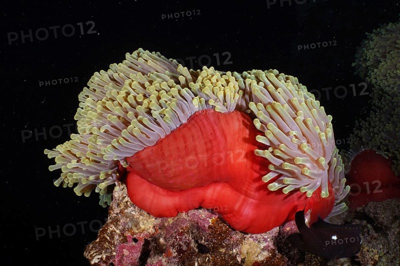 Red splendour anemone