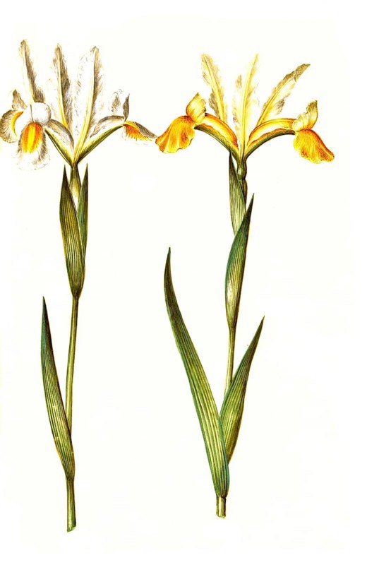Spanish iris