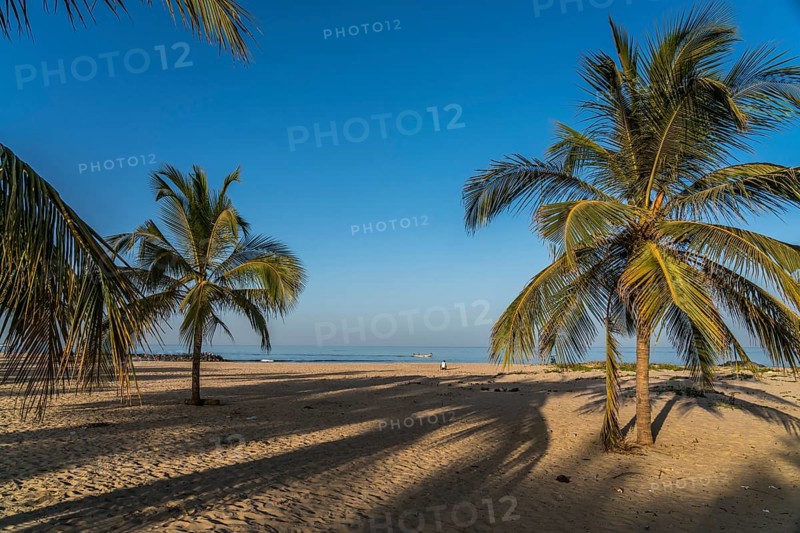 Coconut trees on the beach of Cape Point