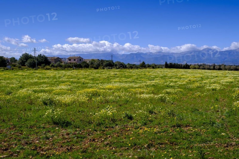 Flowering fields