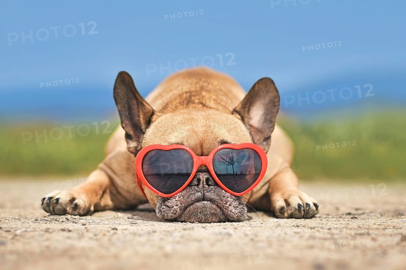 Lovely French Bulldog dog wearing red heart shaped sunglasses in summer