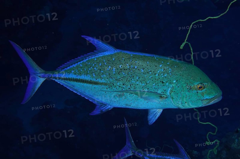 Bluefin trevally