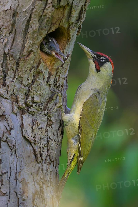 European green woodpecker