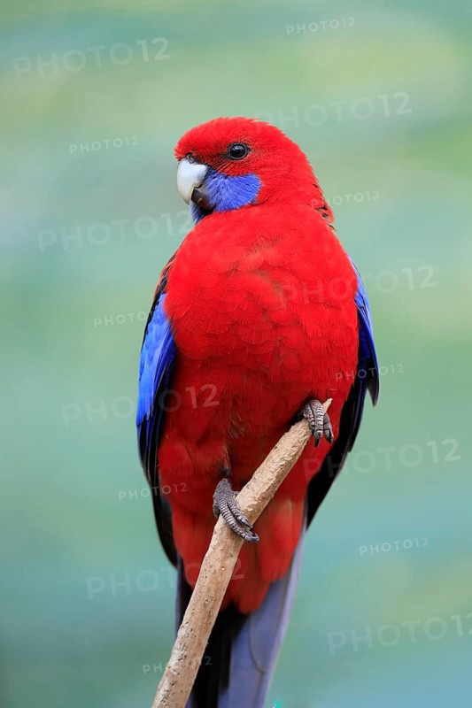 Crimson rosella