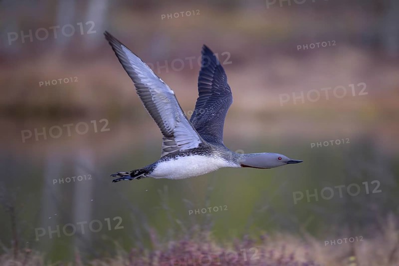 Red-throated diver