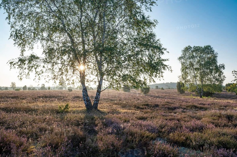 Birch
