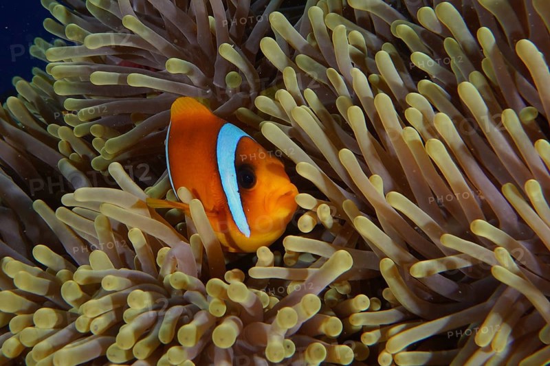Red sea clownfish