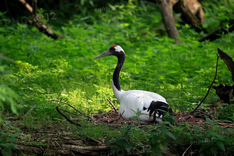 Red-crowned crane