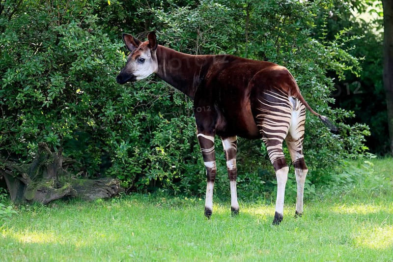 Okapi