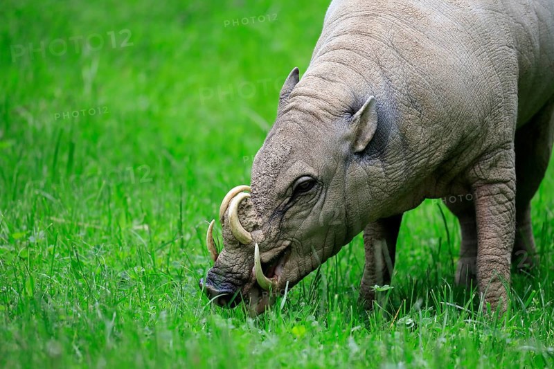 North sulawesi babirusa