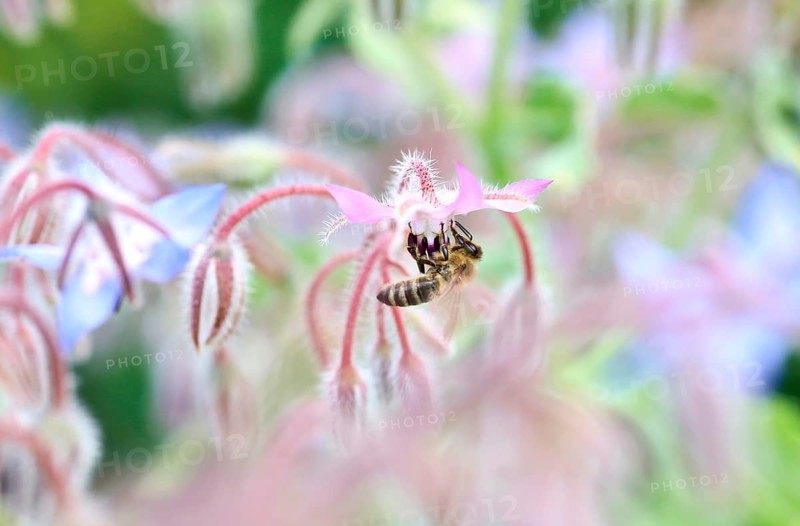 Borage