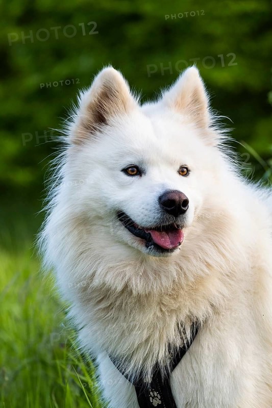 Portrait of a white Samoyed dog. Green nature background