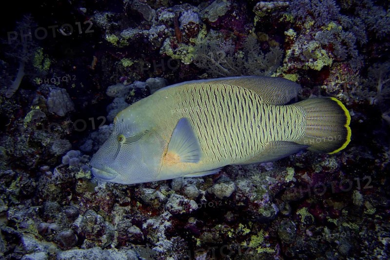 Humphead wrasse