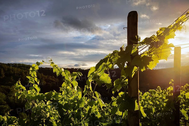 Vines