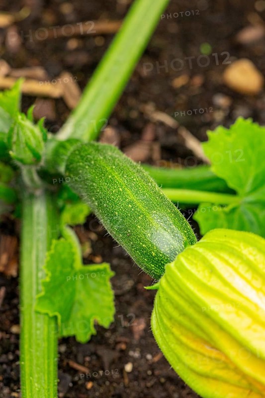 Small courgette