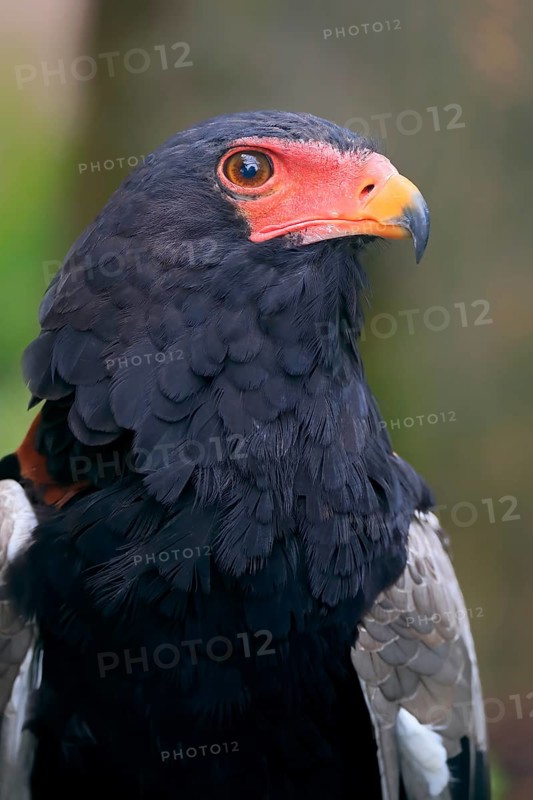 Bateleur