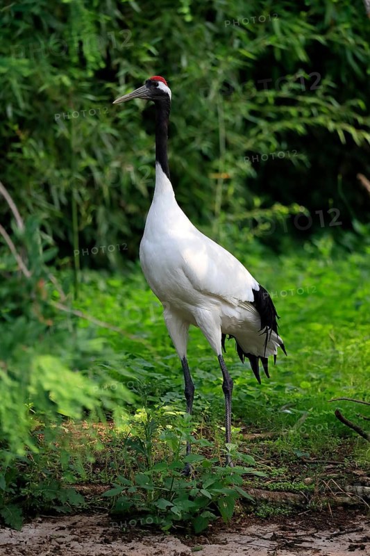 Red-crowned crane