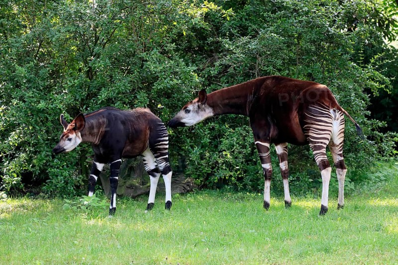 Okapi