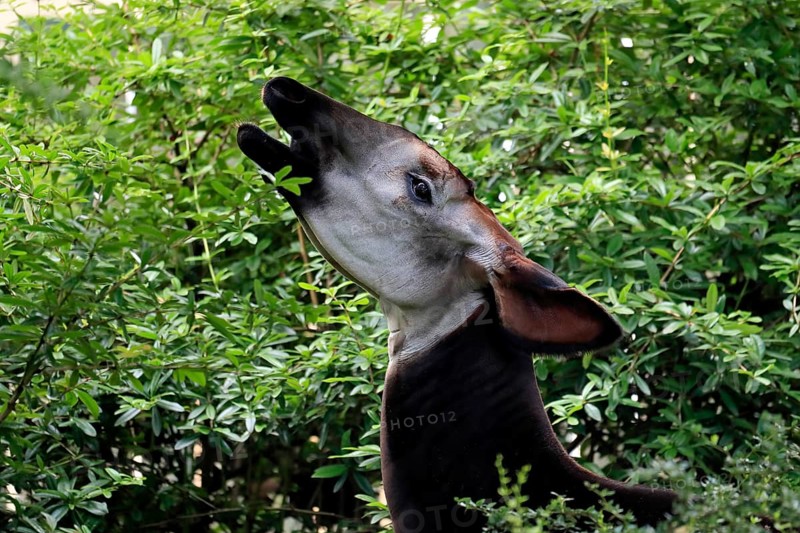 Okapi