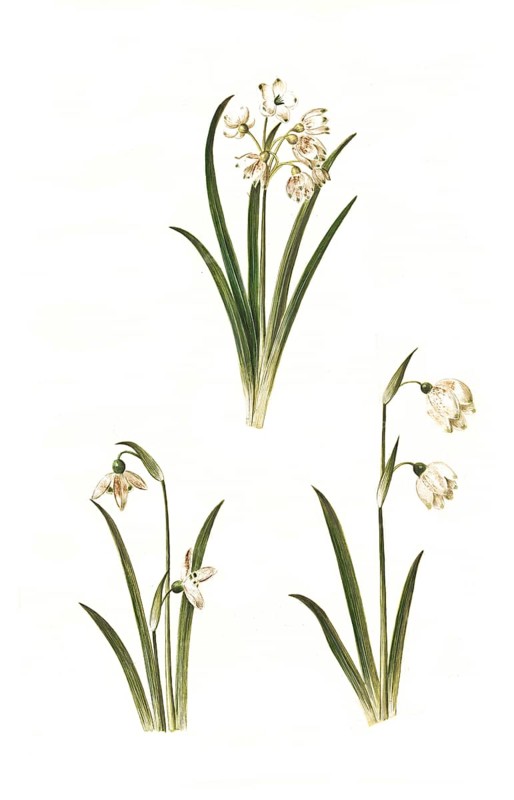 Summer snowdrop