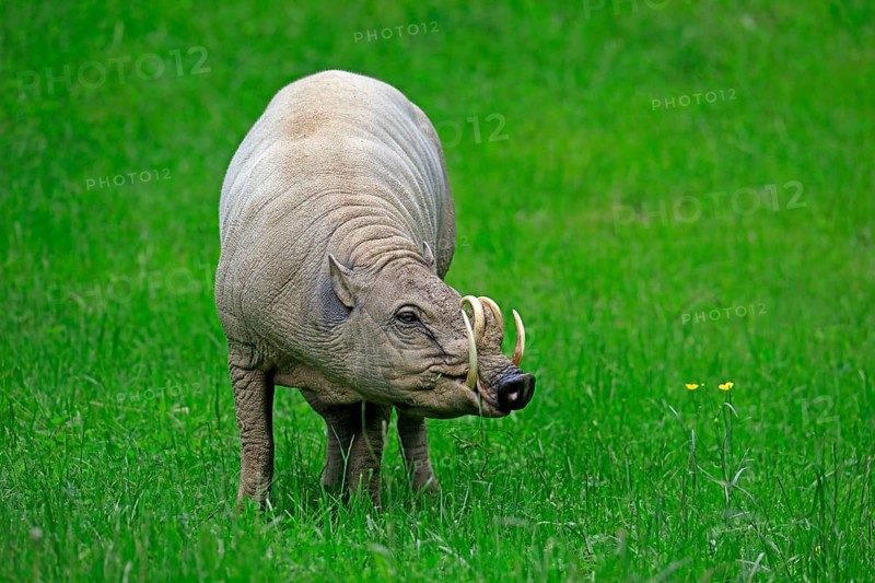 North sulawesi babirusa